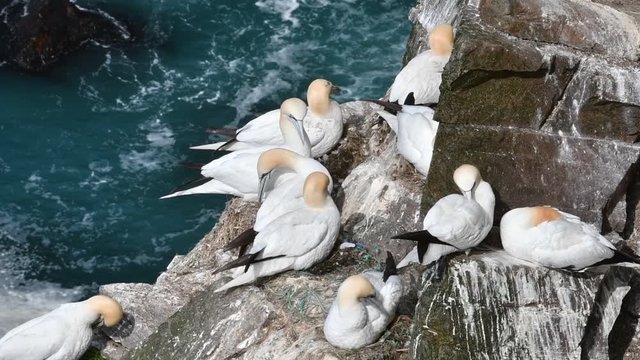 Northern gannets (Morus bassanus) breeding on nests in sea cliff at seabird colony in spring, Hermaness, Unst, Shetland Islands, Scotland, UK