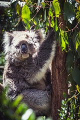 Awake koala in tree