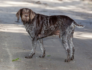 Dog breed Drathaar German Wirehaired pointer stands on road