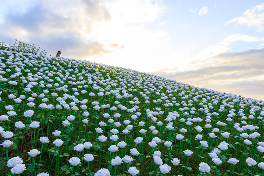 Sunset at Lintaon Peak & Cave/16k Blossoms in Baybay City, Leyte, Philippines