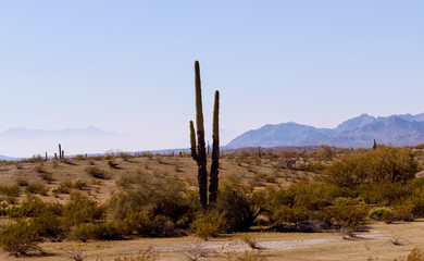 Tucson Arizona desert in Saguaro Cactuses in the semi-desert landscape of Usery Mountain Regional Park