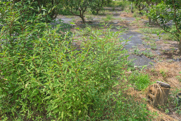 Huge bush of tropical jute plant with spindle-shaped fruit cultivated in Houston, Texas