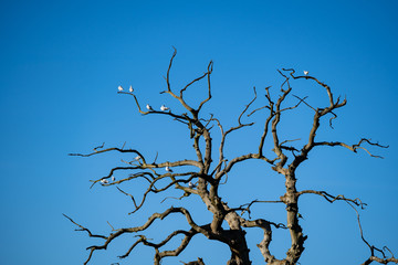 naked tree branches with birds under the blue sky as a background