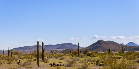 Landscape of the desert, cactus and mountains in Arizona