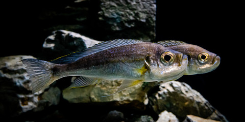 fish underwater, silver color with some yellow