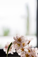 Almond flowers on a white background