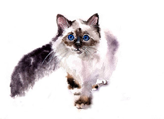 Obraz premium watercolor cute fluffy cat on the white background