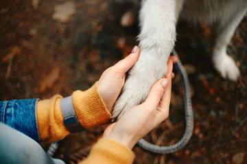 top view of woman holding her dog paw in her hands