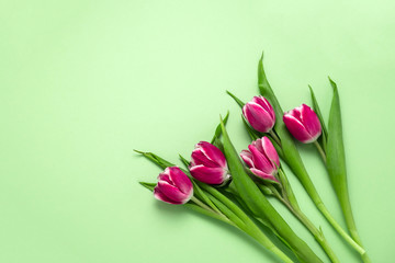 top view five tulips frame on a soft green background with copy space