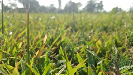 image of natural green weeds in the morning