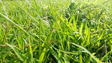 image of natural green weeds in the morning