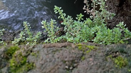 image of natural green weeds in the morning