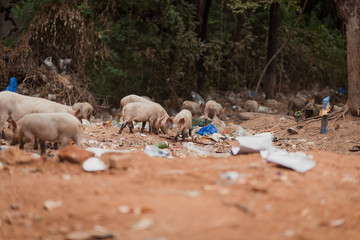 Many pigs rummage in the garbage. India is looking for food. Ecological disaster dump world...