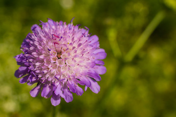 Knautia arvensis, Field Scabious, Meadow widow flower, macro photo