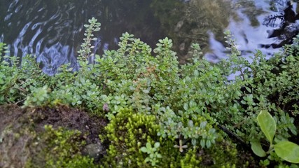 image of natural green weeds in the morning