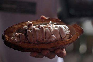 Cocoa fruit with seeds