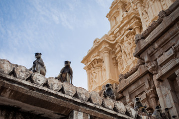 Fototapeta na wymiar Monkeys on the roof of a Hindu temple in India, Hampi. Asia travel history landmark heritage