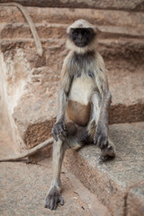 A funny monkey of Muslims sits like a man. sacred revered animal in hinduism buddhism. Asia is the threshold of the temple. Gray macaque with black face