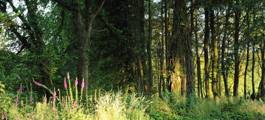 forest with foxgloves morning light