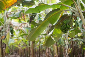 A branch of a banana palm with a bunch of green bananas. Ripe natural fresh organic fruit. Plant...