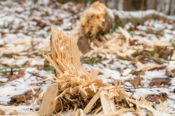 Close-up of a stump and trunk of a tree gnawed by beavers in the forest in autumn and winter. Focus on the tree stump