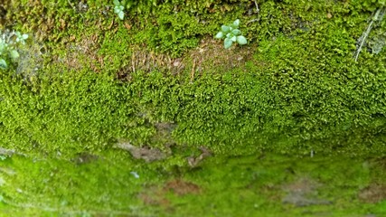 Naklejka premium image of natural green weeds in the morning