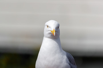 RUNDE, NORWAY - 2018 JUNE 26. Portrait of a Seagull bird in front.
