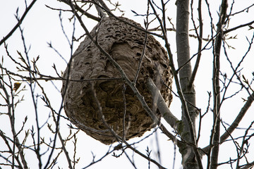 Vue sur un nid de frelons Asiatique Vespa velutina, dans un arbre, Vendée,France
