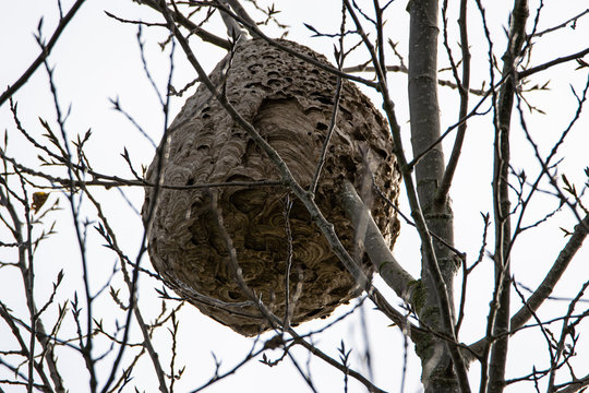 Vue sur un nid de frelons Asiatique Vespa velutina, dans un arbre, Vend&eacute;e,France