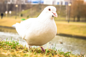 Portrait of a beautiful white dove on the background of a river in the city