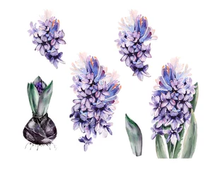 Behang Hyacint Aquarel lente hyacint bloemen illustraties. Pasen Clipart. Blauw roze bloemen handgeschilderde hyacinten bruiloft uitnodiging, DIY elementen