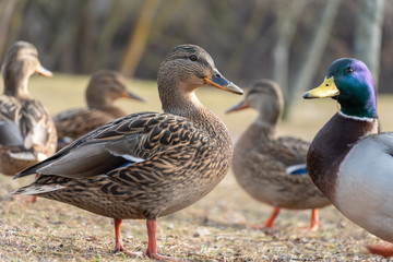 Beautiful wild grey duck among other ducks close up