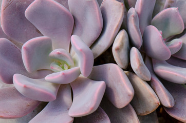 Close up of Graptoveria Debbie ,Hybrid Echeveria Purple Succulent Plant Background