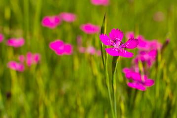 Obraz premium Maiden Pink on a meadow, Dianthus deltoides, macro, colorful, purple blossoms on a meadow