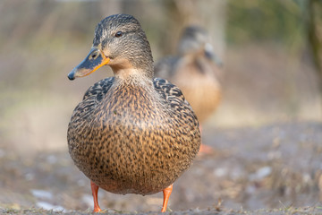 Beautiful wild grey duck close up with copy space