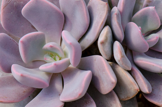 Close up of Graptoveria Debbie ,Hybrid Echeveria Purple Succulent Plant Background