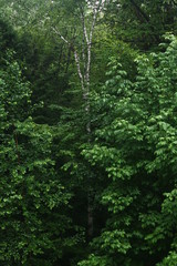 Lone white tree in forest