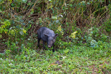 Cute dark grey piglet foraging in roadside shrubs in the Vinales Valley, Pinar del Rio Province, Cuba