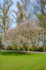 Flowering tree in the park
