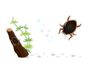 ゲンゴロウ  水生昆虫 © SENRYU