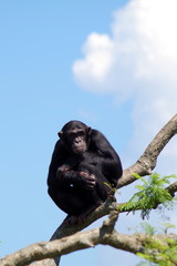 Obraz na płótnie Canvas Chimpanzee on a tree