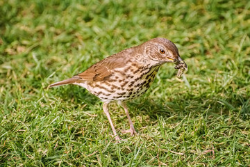 Song thrush on the grass