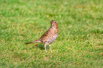 Song thrush on the grass