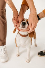 owners caressing a beagle dog on white background