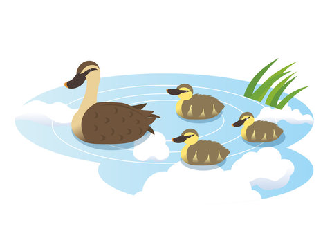 カモの親子 水生生物