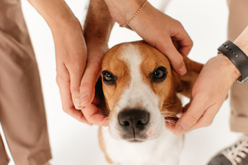 owners caressing beagle dog head in the studio