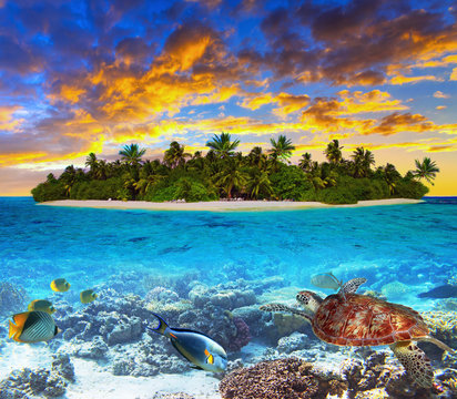 Tropical island of Maldives on the Indian Ocean at sunset with marine life