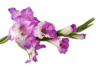 Bicolor violet-white gladiolus isolated on white