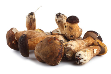 King bolete isolated on white