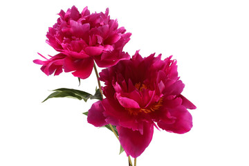 Two burgundy peonies isolated on white